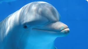 Image result for dolphins adaptation