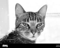 Image of cat looking unimpressed