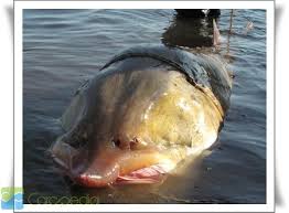 Hasil gambar untuk ikan koi terbesar di dunia