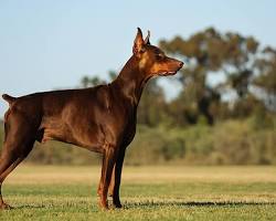 Doberman Pinscher dog