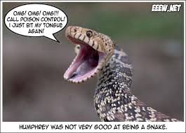 Image result for snakes