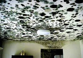 Image result for mould in a home