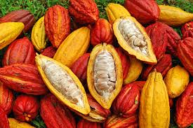 Hasil gambar untuk gambar pohon coklat