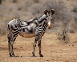 Zebra-de-grevy