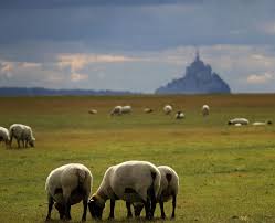 Résultat de recherche d'images pour "mont st michel moutons libre de droit"