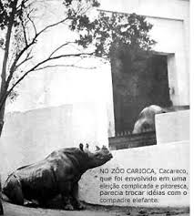 Resultado de imagem para Charge Cacareco