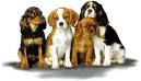 Cavalier king charles chien, chiot : annonces chiens et chiots