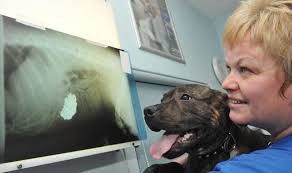 PDSA nurse Steph WIlliams shows Buster his X ray PDSA nurse Steph WIlliams shows Buster his X-ray [EXPRESS]. Over the four weeks of accepting entries, ... - nurse-444784