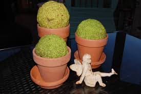 Image result for hedge apples