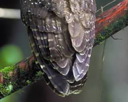 Image of Spotted Owl