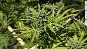 Resultado de imagen de Legalization