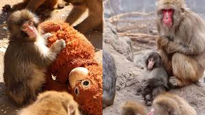 Viral Monkey Punch Finds Comfort After Initial Rejection