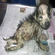Ava, a small puppy in dire need, received urgent care from ...
