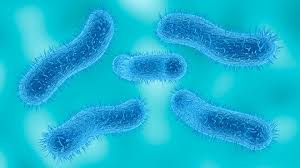 Drug-Resistant Shigella Infections on the Rise in the US
