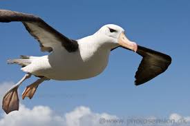 Image result for albatross