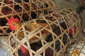 Image result for chicken cage