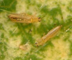 thrips ile ilgili görsel sonucu