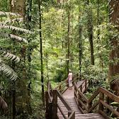 Daintree National Park