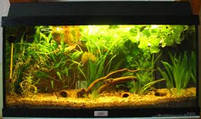 Aquarium von Andreas Zelder: Becken 2339