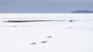 Michigan's Wild Blizzard: WOOD TV 8 Reports Unprecedented Snowfall