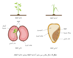 Image of نبات أحادي الفلقة