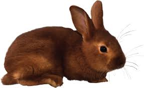 Image result for RABBIT