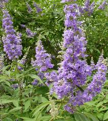 Tetradium daniellii var. hupehensis에 대한 이미지 검색결과