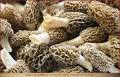 Why Are Morel Mushrooms So Expensive? Ingredient Intelligence