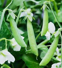 Image result for peas