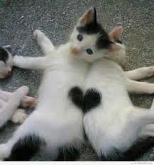 Résultat de recherche d'images pour "chatons"