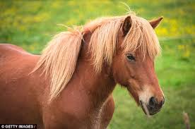 Image result for HORSE