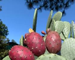 Hình ảnh về Opuntia ficusindica