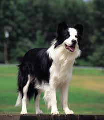 Afbeeldingsresultaat voor Border collie