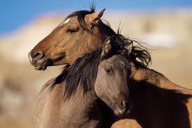 Image result for HORSE
