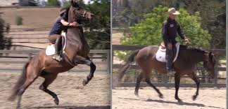 Image result for warwick schiller quote