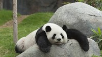 Hong Kong Hopes To Woo Tourists With 'Panda Tourism.' Here's Everything You Need To Know