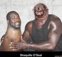 Image result for doge face swap