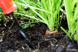 Resultado de imagen para imagenes de cultivo de zanahoria