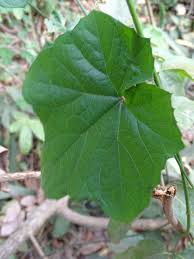 Image result for Cayaponia africana