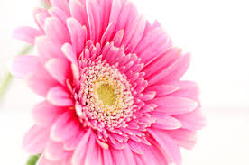 Bildresultat för blommor bilder