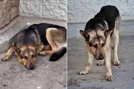 Woman Tucks In German Shepherd Koda, Then Seeks Feeding Advice