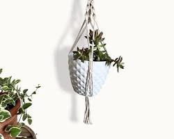 Image of Spiral Ivory Plant Hanger