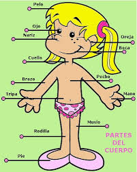 Resultado de imagen para cuerpo humano