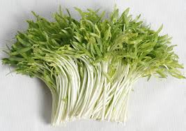 Image result for RAU MẦM CẢI XANH