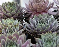 Sempervivum succulent resmi