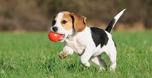 Image result for images on dogs