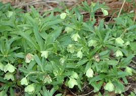 Billedresultat for Helleborus viridis plante