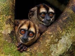 Image result for MONKEYS