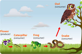 Resultado de imagen de FOOD CHAIN