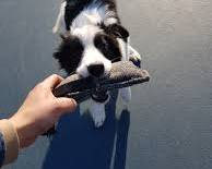 다양한 종류의 강아지 덴탈껌과 덴탈 장난감 이미지.  선택의 폭을 넓혀주고 제품 활용의 팁을 제공 이미지